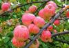 Подмладяващи ябълки: Не е приказка, а реалност или Ползите от ябълките за човешкото тяло Съдържанието на хранителни вещества в ябълките