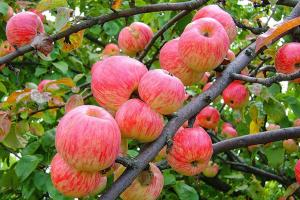 Jauninantys obuoliai: ne pasaka, o realybė arba obuolių nauda žmogaus organizmui Maistinių medžiagų kiekis obuoliuose
