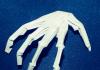 வெளிப்படுத்தப்பட்ட காகித எலும்புக்கூடு - வேடிக்கையான ஹாலோவீன் கைவினை
